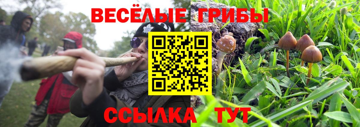 Псилоцибиновые грибы Psilocybine cubensis Североуральск